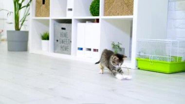  Çizgili kedi yavrusu modern iç mekanda iple kağıt yay ile oynuyor. Kedi zıplaması komik poz veriyor. Kedicik patileriyle oyuncak yakalar. Yavaş çekim