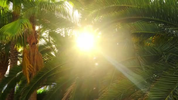 Lumière du soleil à travers les palmiers. Levant les yeux vers les feuilles de palmier vert. Voyage et concept d'été. — Video