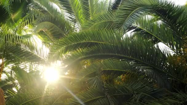 Luz del sol a través de palmeras. Mirando hacia arriba a las hojas de palma verde. Concepto de viaje y verano. — Vídeo de stock