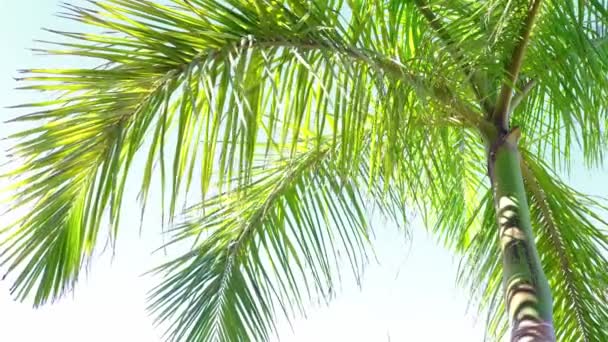 Levant les yeux vers les feuilles de palmier vert. palmier sur la lumière du soleil. Voyage et concept d'été. — Video