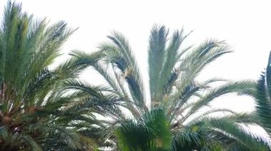 Yeşil palmiye yapraklarına bakıyorum. Parlak gün ışığında palmiye ağacı. Seyahat ve yaz konsepti.