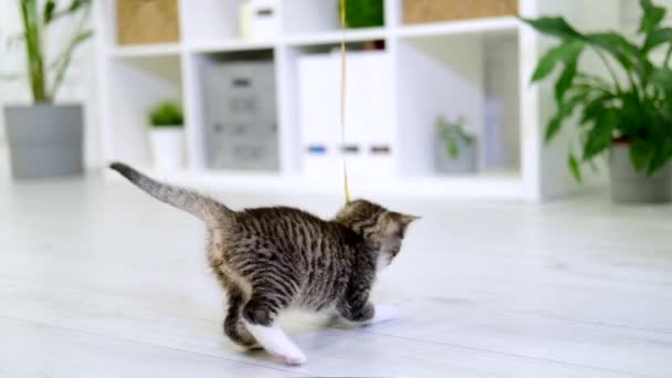 Gatinho listrado brincando com papel arco na corda em casa interior moderno. salto gato fazendo pose engraçada. Kitty pega brinquedo com as patas. Movimento lento — Vídeo de Stock