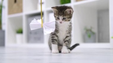  Çizgili kedi yavrusu modern iç mekanda iple kağıt yay ile oynuyor. Kedi zıplaması komik poz veriyor. Kedicik patileriyle oyuncak yakalar. Yavaş çekim