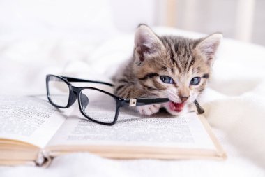 Beyaz yatağın üzerinde kitap ve gözlüklü çizgili kedi yavrusu. Zeki, sevimli, evcil kedi. Eğitim ve okula dönüş.
