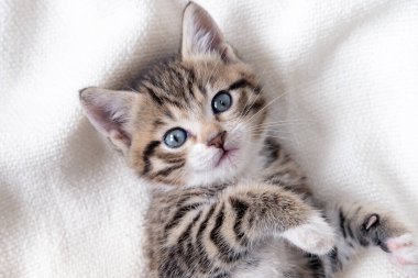 Güzel çizgili kedi yavrusu beyaz bir battaniye ile yatakta yatıyor. Kameraya bakıyorum. Sevimli küçük evcil hayvan kavramı. 