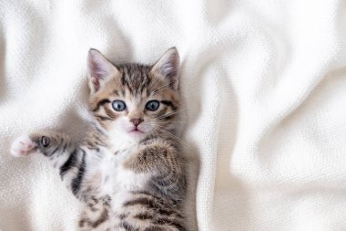 Güzel çizgili kedi yavrusu beyaz bir battaniye ile yatakta yatıyor. Kameraya bakıyorum. Sevimli küçük evcil hayvan kavramı. 