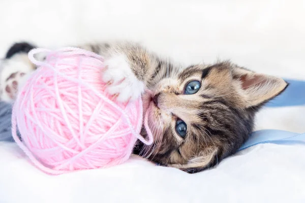 O gato fofo está brincando com uma bola de fios rosa. curioso gatinho  deitado em cima