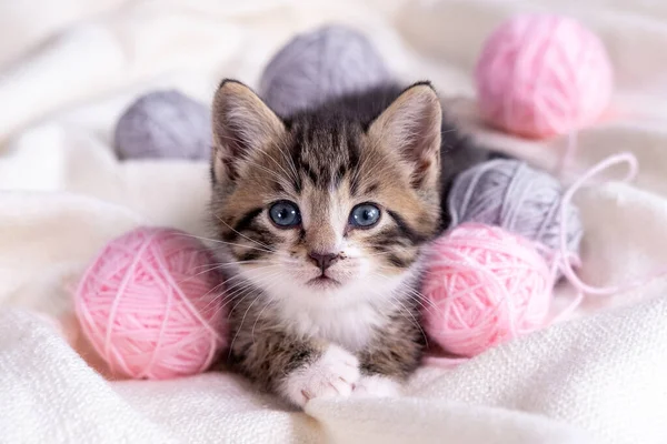 Striped cat playing with pink and grey balls skeins of thread on white bed. Little curious kitten lying over white blanket looking at camera