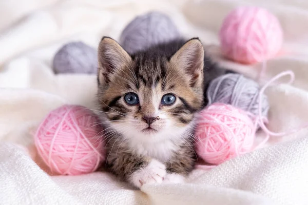 Çizgili kedi beyaz yatakta pembe ve gri taşaklarla oynuyor. Küçük meraklı kedi yavrusu beyaz battaniyenin üzerine uzanmış kameraya bakıyor.