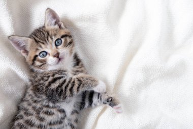 Güzel çizgili kedi yavrusu beyaz bir battaniye ile yatakta yatıyor. Kameraya bakıyorum. Sevimli küçük evcil hayvan kavramı. 