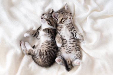 Evde uyuyan iki küçük çizgili kedi yavrusu beyaz yatak örtüsü üzerinde komik bir poz veriyor. Sevimli sevimli kediler.