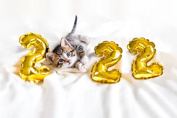 Gato de Navidad 2022. Gatito con globos dorados número 2022 año nuevo. Gatito rayado en Navidad festivo fondo blanco —  Fotos de Stock