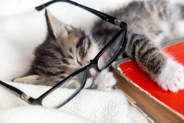 Striped kitten sleeping with book and eyeglasses lying on white bed. Clever cute little domestic cat. Education and back to school
