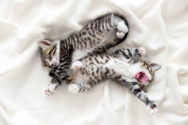 İki çizgili kedi yavrusu uyanıyor, esniyor ve esniyor. Beyaz yatakta ağzı açık bir şekilde komik pozlar vermiş kedi yavruları. Mutlu sevimli kedi yavruları.