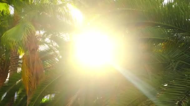 손바닥 사이로 햇빛이 비추고. 푸른 야자나무 잎을 올려다보고 있다. 여행과 여름 개념. — 비디오