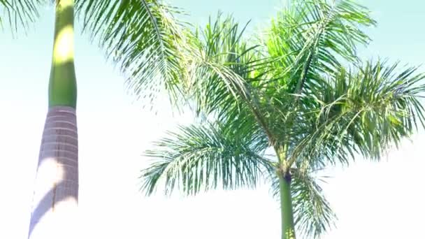 Patrząc na zielone liście palmy. palma na jasnym świetle słonecznym. Koncepcja podróży i lata. — Wideo stockowe