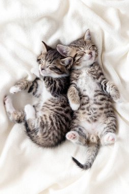 Evde uyuyan iki küçük çizgili kedi yavrusu beyaz yatak örtüsü üzerinde komik bir poz veriyor. Sevimli sevimli kediler.