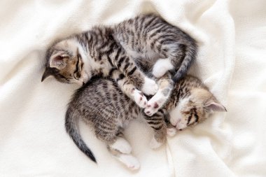 Evde uyuyan iki küçük çizgili kedi yavrusu beyaz yatak örtüsü üzerinde komik bir poz veriyor. Sevimli sevimli kediler.