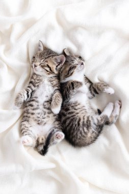 Evde uyuyan iki küçük çizgili kedi yavrusu beyaz yatak örtüsü üzerinde komik bir poz veriyor. Sevimli sevimli kediler.