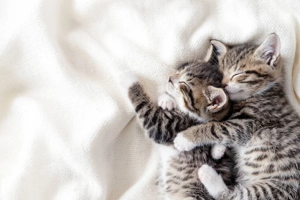 Two small striped domestic kittens sleeping hugging each other at home lying on bed white blanket funny pose. cute adorable pets cats. Copyspace — Stock Photo, Image