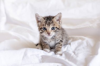 Beyaz yatakta banyo yaptıktan sonra komik ıslak çizgili şirin kedi yavrusu oturuyor. Temiz kedicik.. 