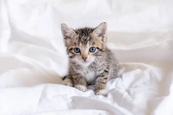 Funny wet striped tabby cute kitten sitting after taking bath on white bed. Clean kitty pet.