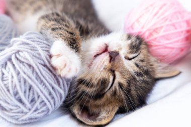Beyaz yatakta pembe ve gri taşaklarla uyuyan sevimli kedi.