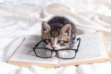 Beyaz yatağın üzerinde kitap ve gözlüklü çizgili kedi yavrusu. Zeki, sevimli, evcil kedi. Eğitim ve okula dönüş.