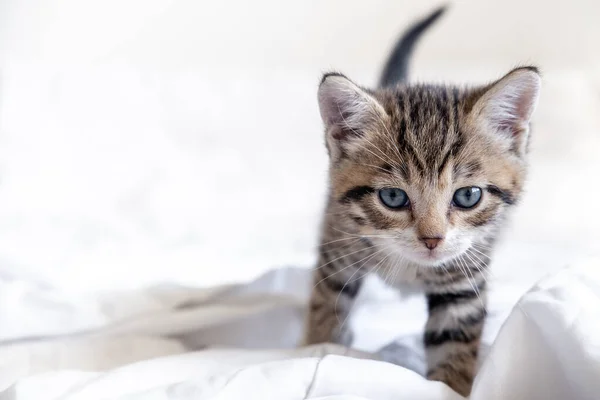 Kleines gestreiftes verspieltes Kätzchen, das zu Hause auf dem Bett spielt. Gesunde liebenswerte Haustiere und Katzen. — Stockfoto