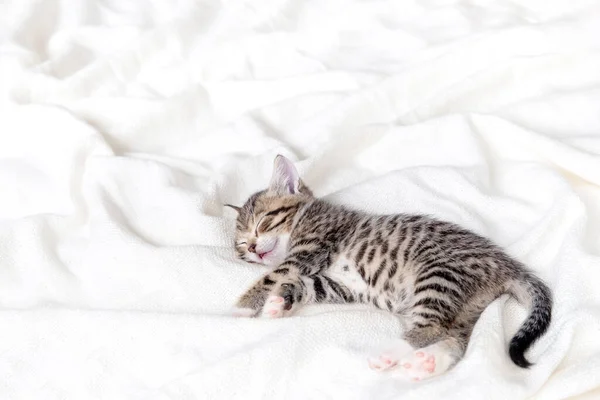 Söt Liten randig kattunge sover på vit ljus filt hemma. Begreppet bedårande husdjur. Upphovsrätt — Stockfoto