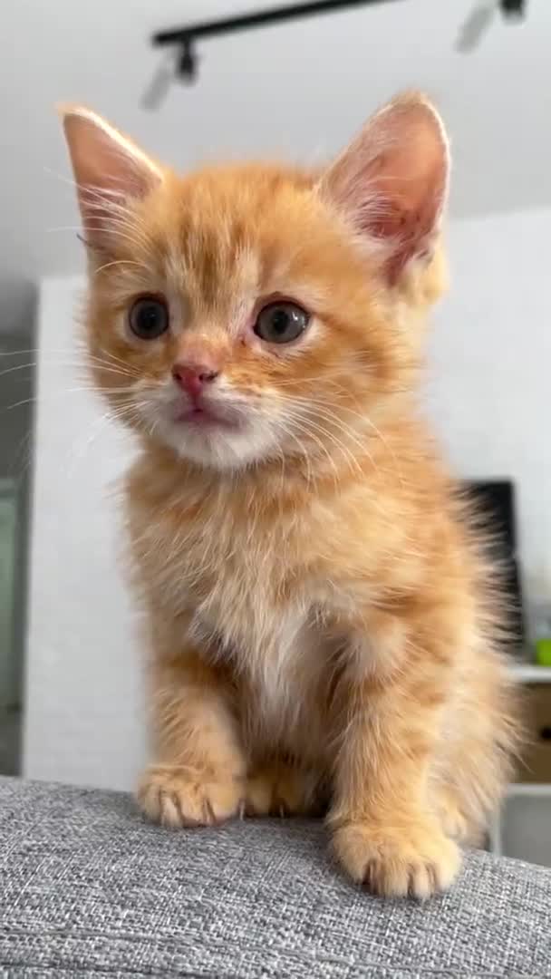 Porträt süße kleine Ingwer-Kätzchen warten auf Futter. Kleine gestreifte rote Katze sitzt zu Hause auf dem Sofa und leckt und schaut in die Kamera. Vertikales Filmmaterial — Stockvideo