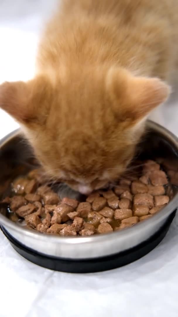 4k Close up gestreiftes Kätzchen frisst frisches Katzenfutter aus der Dose für kleine Kätzchen. Werbung für nasses Kitty Food auf grauem Boden. Vertikales Video — Stockvideo