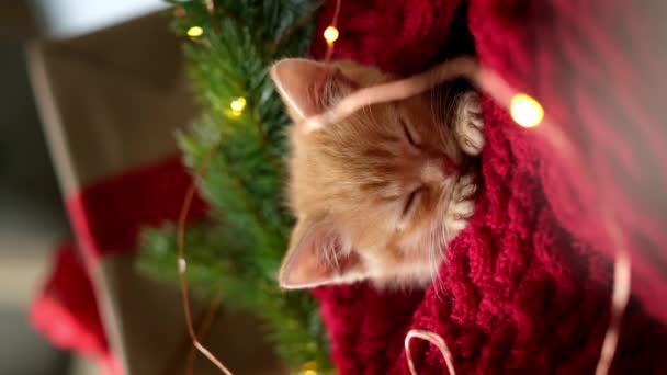 4k. Świąteczne koty. uroczy mały imbir w paski kotek śpi na uroczystym tle wakacje. Red Kitty z lampkami świątecznymi pionowy materiał — Wideo stockowe