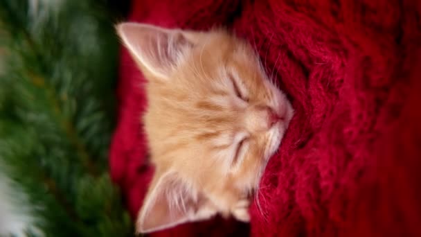 4k. Gatti di Natale. carino piccolo gattino a strisce zenzero dormire su sfondo festivo vacanza. Gattino Rosso con luci di Natale filmati verticali — Video Stock