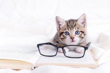 Beyaz yatağın üzerinde kitap ve gözlüklü çizgili kedi yavrusu. Zeki, sevimli, evcil kedi. Eğitim ve okula dönüş.