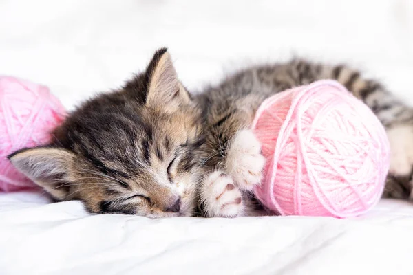 Söt katt sova med rosa och grå bollar skeiner av tråd på vit säng — Stockfoto