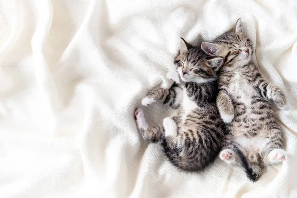 Dois pequenos gatinhos domésticos listrados dormindo abraçando uns aos outros em casa deitados na cama cobertor branco pose engraçada. bonito adorável animais de estimação gatos. Espaço de cópia — Fotografia de Stock