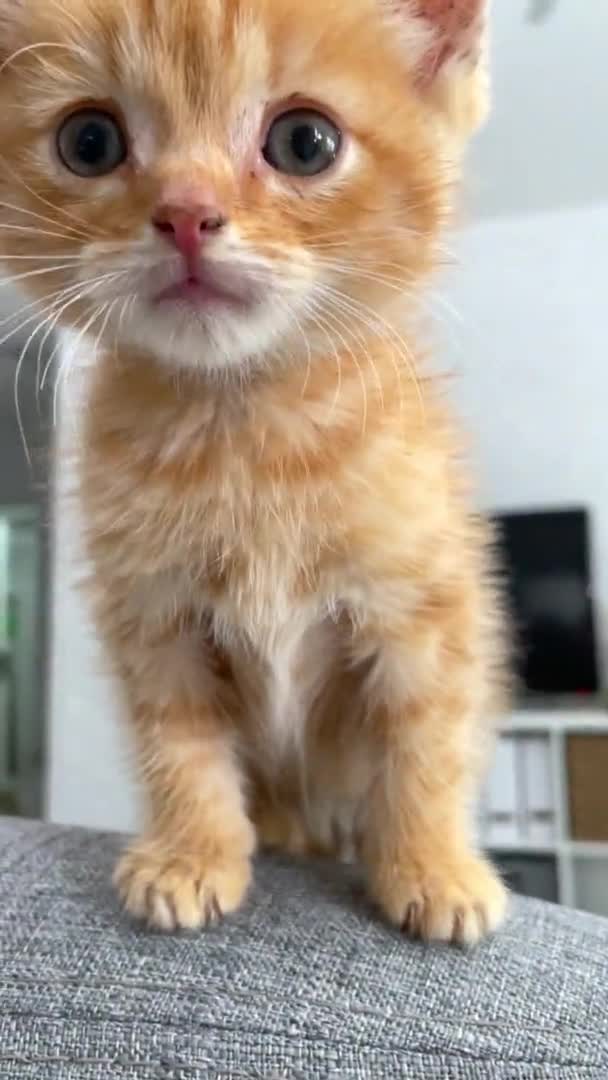 Ritratto carino gattino zenzero in attesa di cibo. Piccolo gatto rosso a strisce che si siede sul divano a casa a leccare e guardare la fotocamera. Filmati verticali — Video Stock