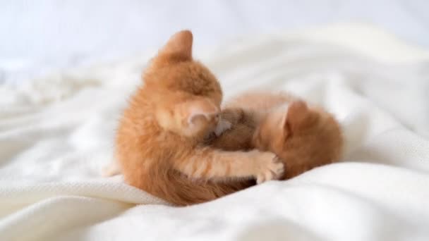 4k Dos gatitos juguetones de jengibre rojo jugando juntos en la cama en casa. Mascotas y gatos domésticos adorables saludables. — Vídeos de Stock