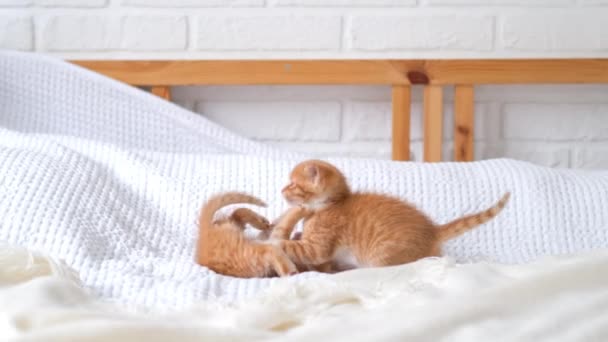 4k Dos gatitos juguetones de jengibre rojo jugando juntos en la cama en casa. Mascotas y gatos domésticos adorables saludables. — Vídeos de Stock
