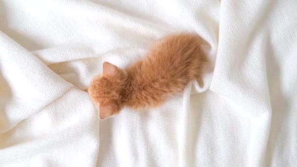 4k Vista superior pequeño jengibre rojo a rayas gatito caminando en la cama en casa manta blanca. Mascotas y gatos domésticos adorables saludables. — Vídeos de Stock