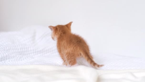 4k Vista trasera pequeño jengibre rojo a rayas gatito caminando en la cama en casa. Kitty se gira y mira a la cámara. Mascotas y gatos domésticos adorables saludables. — Vídeos de Stock