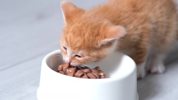 4k Närbild liten röd ingefära randig kattunge äta burk katt mat för små kattungar från vit skål. Reklam våt kattmat på grått golv. — Stockvideo