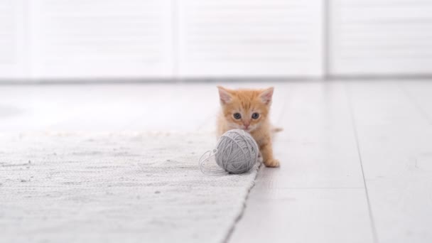 4K çizgili kızıl, evcil kedi yavrusu evde oynuyor. Modern ışık ve İskandinav iç mekânında gri topları olan sevimli kedi. — Stok video