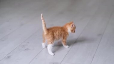 4k Evde oynayan iki küçük kırmızı kızıl çizgili, oyuncu kedi yavrusu. Kediler birlikte oynar, takla atar, yuvarlanır, gri zeminde komik pozlar verir. Sağlıklı sevimli evcil hayvanlar ve kediler