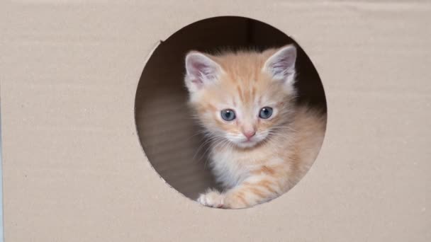 4k Portre kırmızı kızıl kedi yavrusu karton kutudaki yuvarlak pencere deliğinden kameraya bakıyor. Meraklı komik çizgili kedi yavrusu. Kedi kutuda saklanıyor. — Stok video