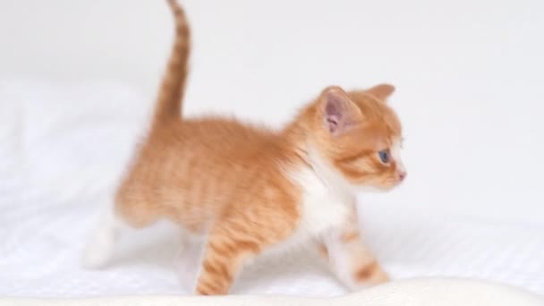 4k little red ginger striped kitten walking on bed at home. Kitty turns and looks at camera. Healthy adorable domestic pets and cats. — Stock Video