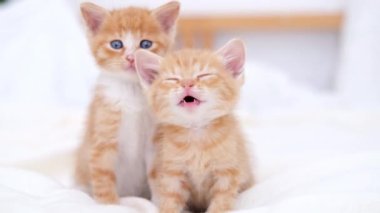 4k Portre iki çizgili kızıl kedi yavrusu uyanıyor, esniyor ve esniyor. Kediler kameraya bakıyor. Mutlu sevimli kedi evcil hayvan kavramı. Yavaş çekim.