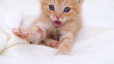  4k portre çizgili kızıl kedi yavrusu uyanıyor, esniyor ve esniyor. Kitty kameraya bakıyor. Mutlu sevimli kedi evcil hayvan kavramı. Yavaş çekim