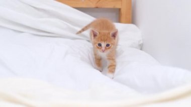 4k küçük kızıl çizgili kedi yavrusu evde yatakta yürüyor. Kitty döndü ve kameraya baktı. Sağlıklı sevimli evcil hayvanlar ve kediler. 